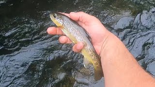 Smith river Virginia (wild brown trout)