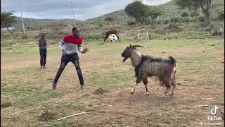 Imbuzi Idlala Ibhola