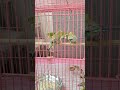 Budgies Eating Neem Leaves