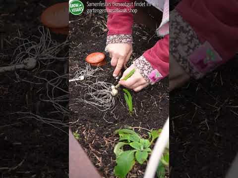Video: Zeit für das Anpflanzen von Knoblauch für den Winter nach dem Mondkalender