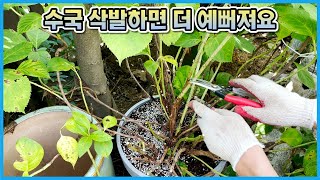 수국 가지치기 겁먹지 마시고 이대로만 해보세요!! 대왕 수국화분 삭발&분갈이!!