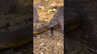 I Found THE MOST VENOMOUS SNAKE ON EARTH!