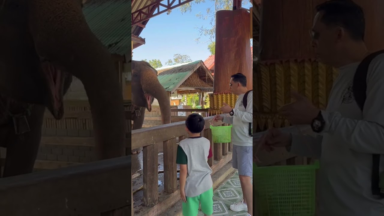 Fun time | Feeding elephants 