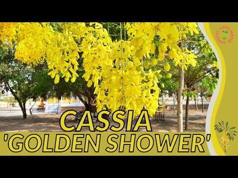 Video: Cassia Golden Shower Trees pavairošana - uzziniet par Golden Shower pavairošanu