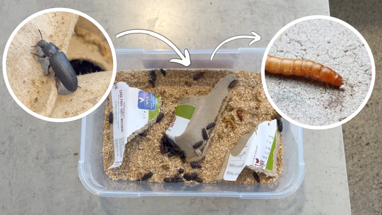 The FASTEST Mealworm Breeding Colony Tutorial you Need! YouTube
