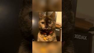 Woman discovers her adopted cat sounds like pigeon