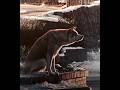 He S Not Coming Back Hachi A Dog S Tale Камин EMIN JONY Slowed Reverb Hachiko 