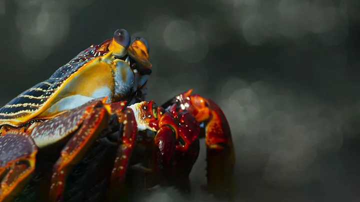 Crab vs Eel vs Octopus | Blue Planet II | BBC Earth - DayDayNews