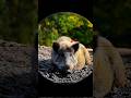 Русская охота на дикого кабана в тайге | Dangerous Wild Boar Hunt #shorts #shortsfeed #shortvideog