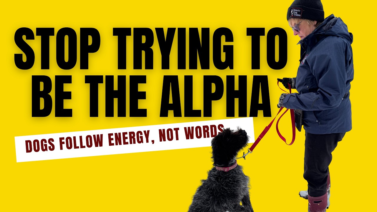 Your Dog Needs THIS Mindset | Proven Training Method