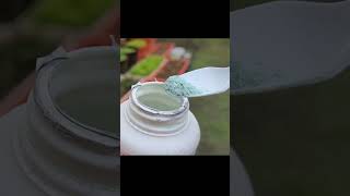 Potente funguicida Orgánico. #shorts #huerto #organico