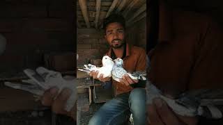 Madrasi Pigeons For Sale | YO YO Amrohi