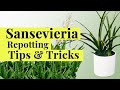 Easy Plant Hack: Repotting Sansevieria into a Decorative Pot with No Drainage Hole