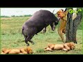 30 Chases Of Wild Buffalo vs Lion, The Hunter Fails Before The Ferocious Prey | Animal Fights