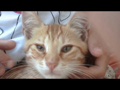 Komik kedi videosu. Sevimli kedi Sarman uyuyor isimli mp3 dönüştürüldü.