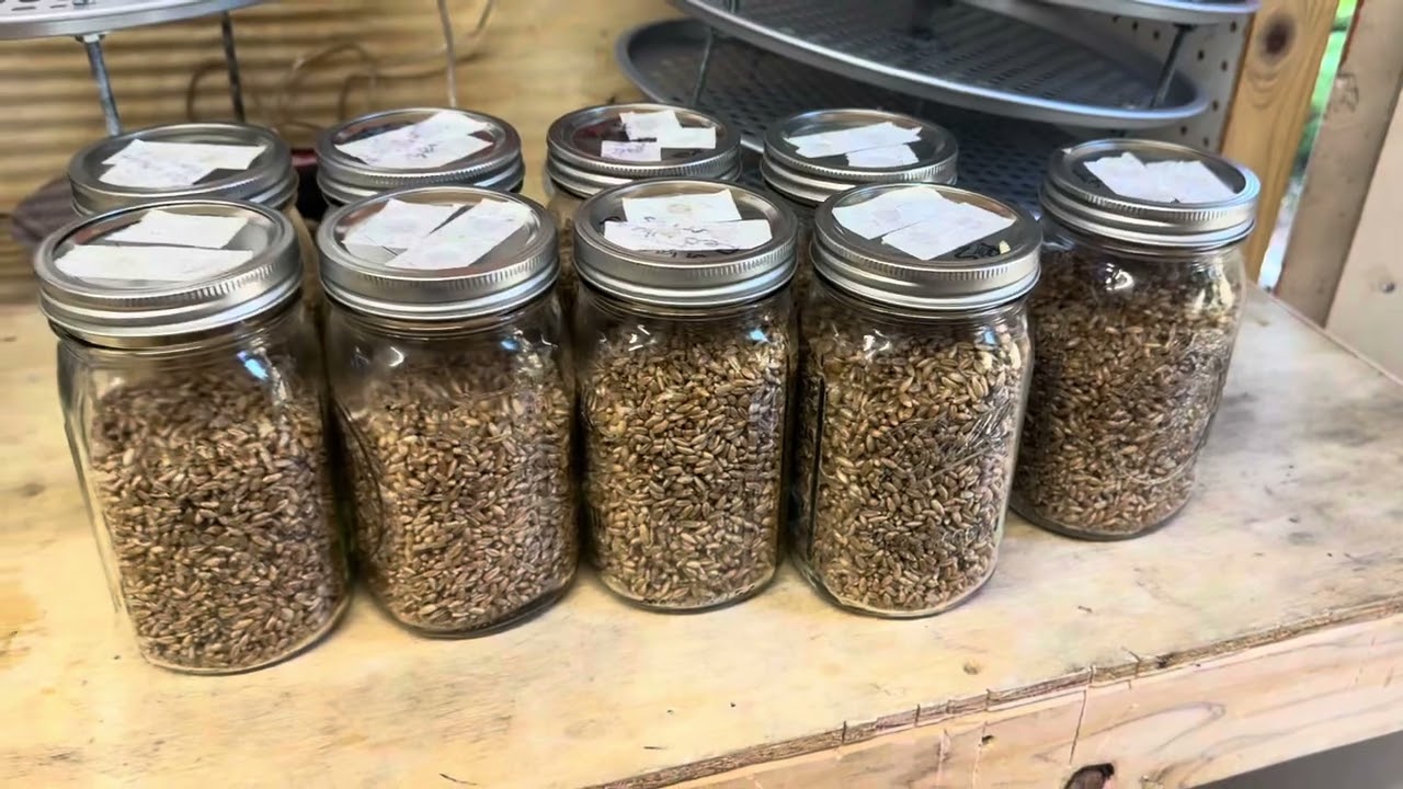 Agar Plates to Grain Jars