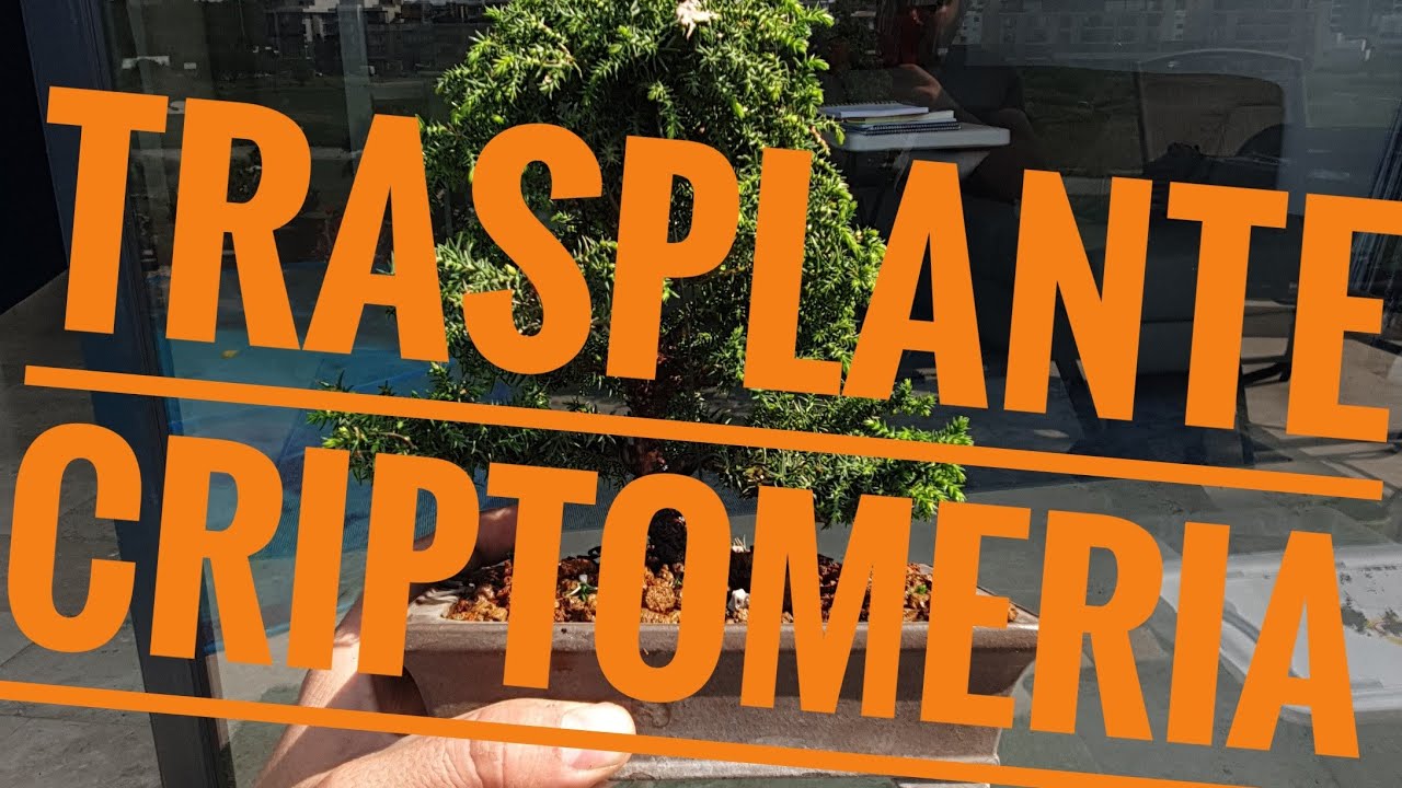 Como trasplantar una Criptomeria | Maceta Japonesa | sustrato para bonsai