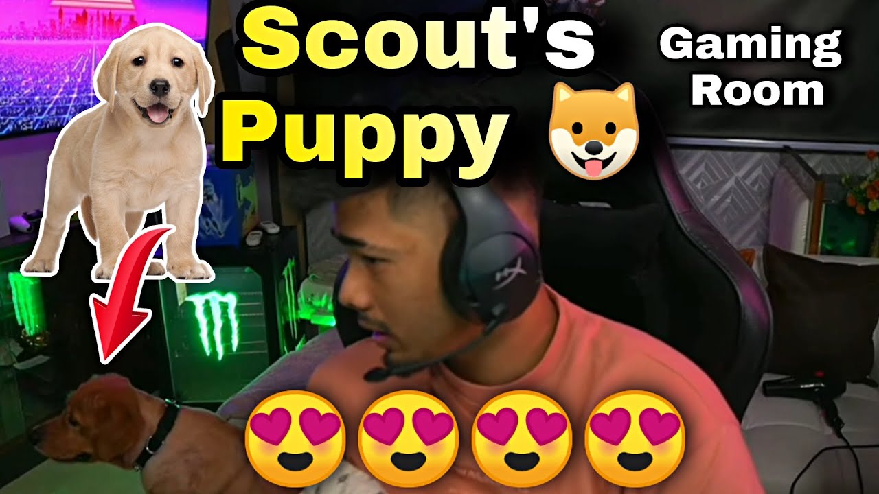 Scout's Puppy Come his Gaming Room Scout Luffy on live Scout Dog