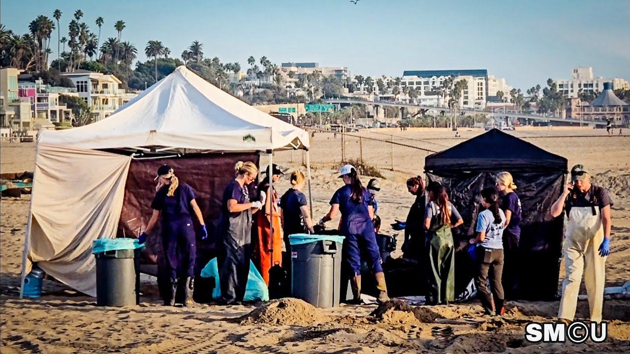 𝗦𝗖𝗜𝗘𝗡𝗧𝗜𝗦𝗧𝗦 𝗔𝗧 𝗪𝗢𝗥𝗞: Agencies Conduct Necropsy on Beached Whale in Santa Monica