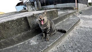 I petted a cute stray cat on Cat Island [Sayagi Island]