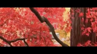 Relaxing and Soothing Music • Montessori Classroom Movement ~ Worktime Music