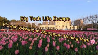VLOG 02｜Big Tech Programmer on Sick Leave Goes Flower Viewing | Colorful Tulips & Cherry Blossoms 
