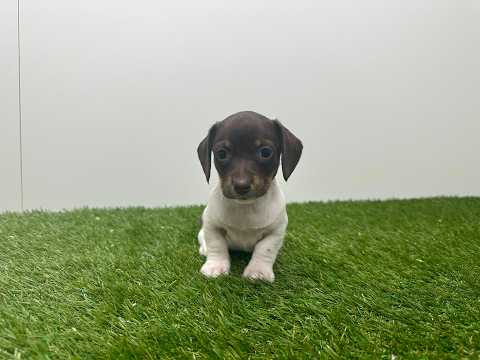Video van Teckel Male Tricolor - PUP-ID 010725324 | Dierenhof Debrabandere