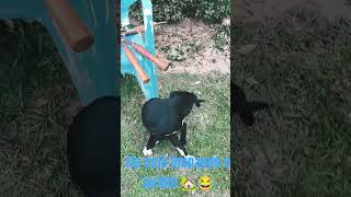 Mila a jardineira #dog #cachorrosdivertidos #amomeupet