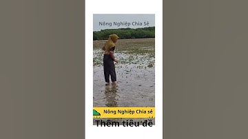“Không Thể Tin Nổi! Họ Bắt Cá Chỉ Bằng Một Cái Que.#shortvideo  #nôngnghiệpchiasẻ