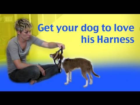 Get your dog to like having his harness put on - dog training