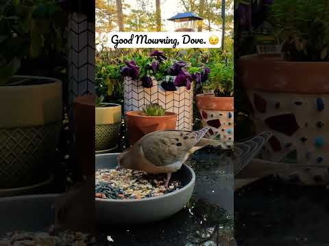Mourning Dove Visits