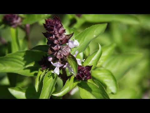 Video: Secvențializarea Genomului Tulsi Din Plante (Ocimum Tenuiflorum) Descoperă Genele Cheie Din Spatele Proprietăților Sale Medicinale Puternice