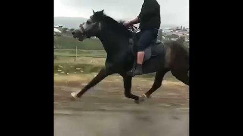 Самый быстрый  иноходец  . Лошадь жорға