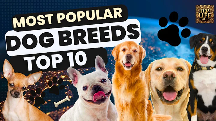 Top 10 Most Popular Dog Breeds