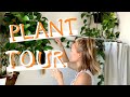64 Plants in a 1 Bedroom Apartment