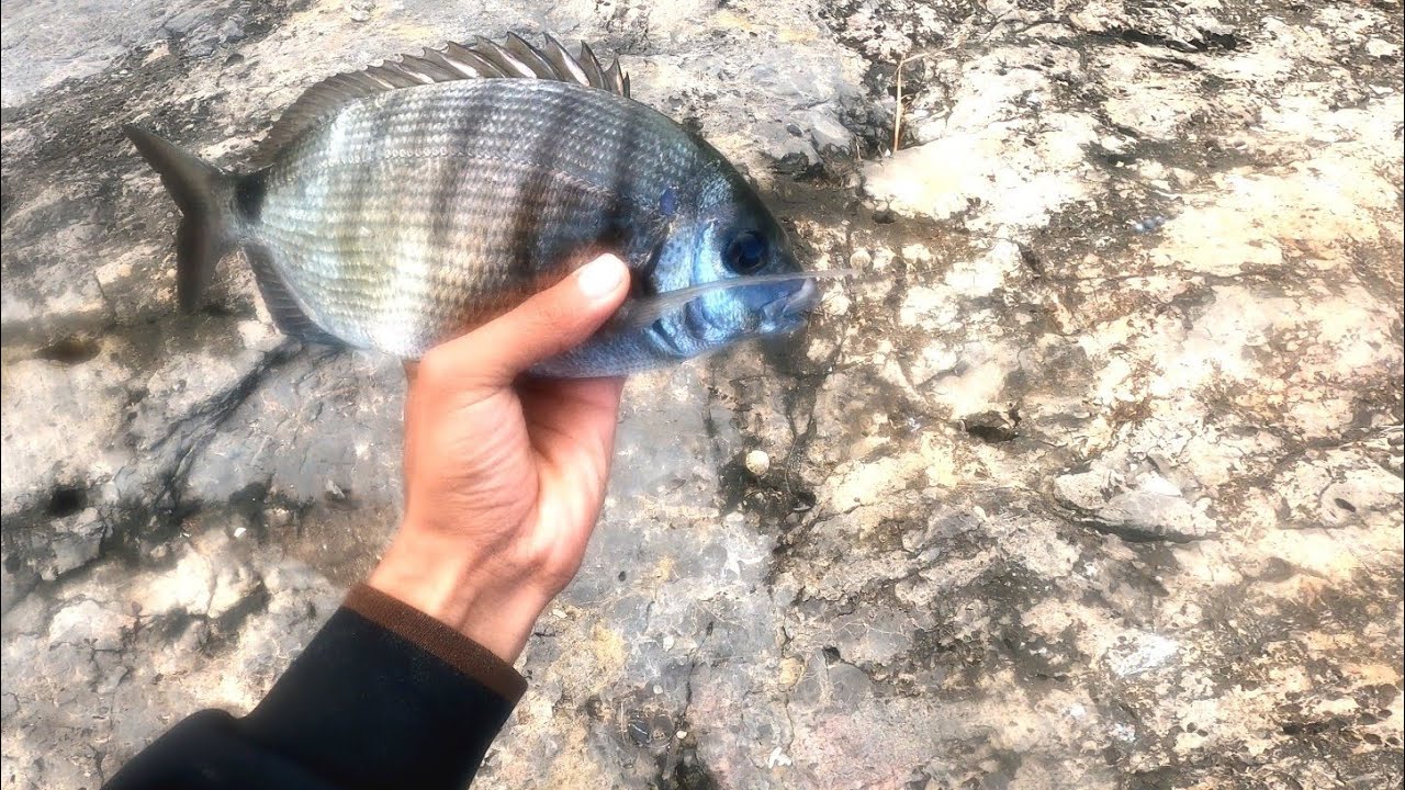 It was a windy day with strong winds! It is difficult to catch a lot of