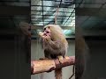 コオロギを捕まえて美味しく食す！ピグミーマーモセット♫ Pygmy marmoset eats cricket