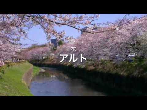 花 アルト