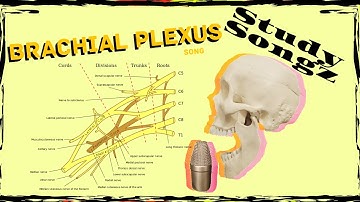 Brachial Plexus Song - Study Songz - Brachial Plexus Nerves