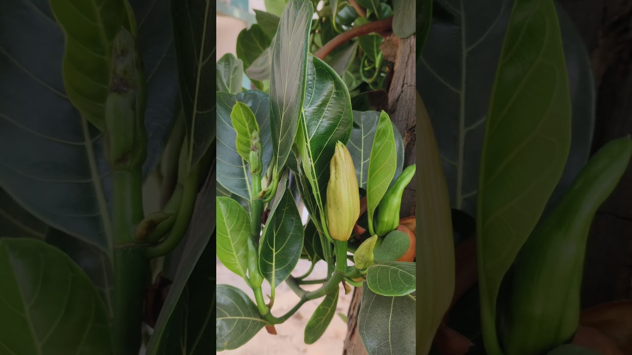 Jackfruit Tree (कटहल ) 