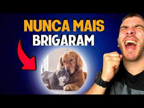 Vídeo: Como fazer passos de estimação para cães idosos