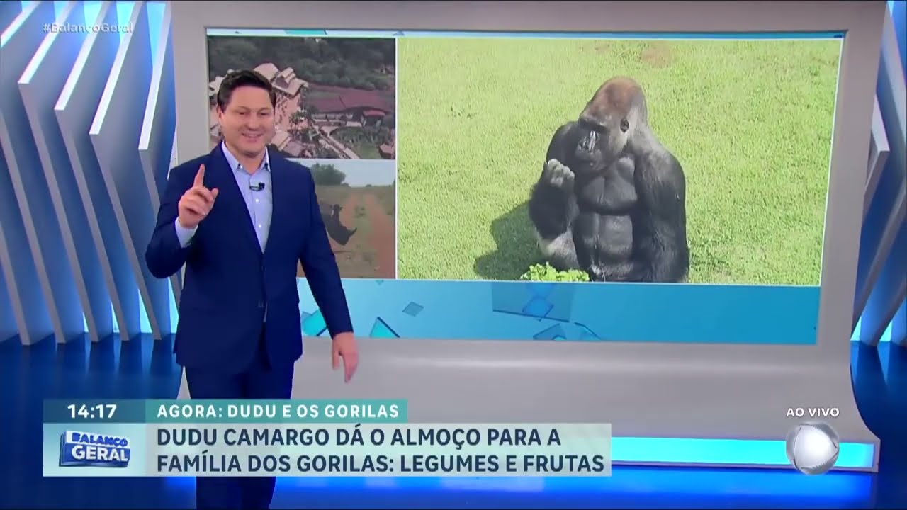Dudu Camargo dá comida para gorilas em parque de SP | BALANÇO GERAL