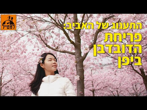 וִידֵאוֹ: כאשר פריחת הדובדבן