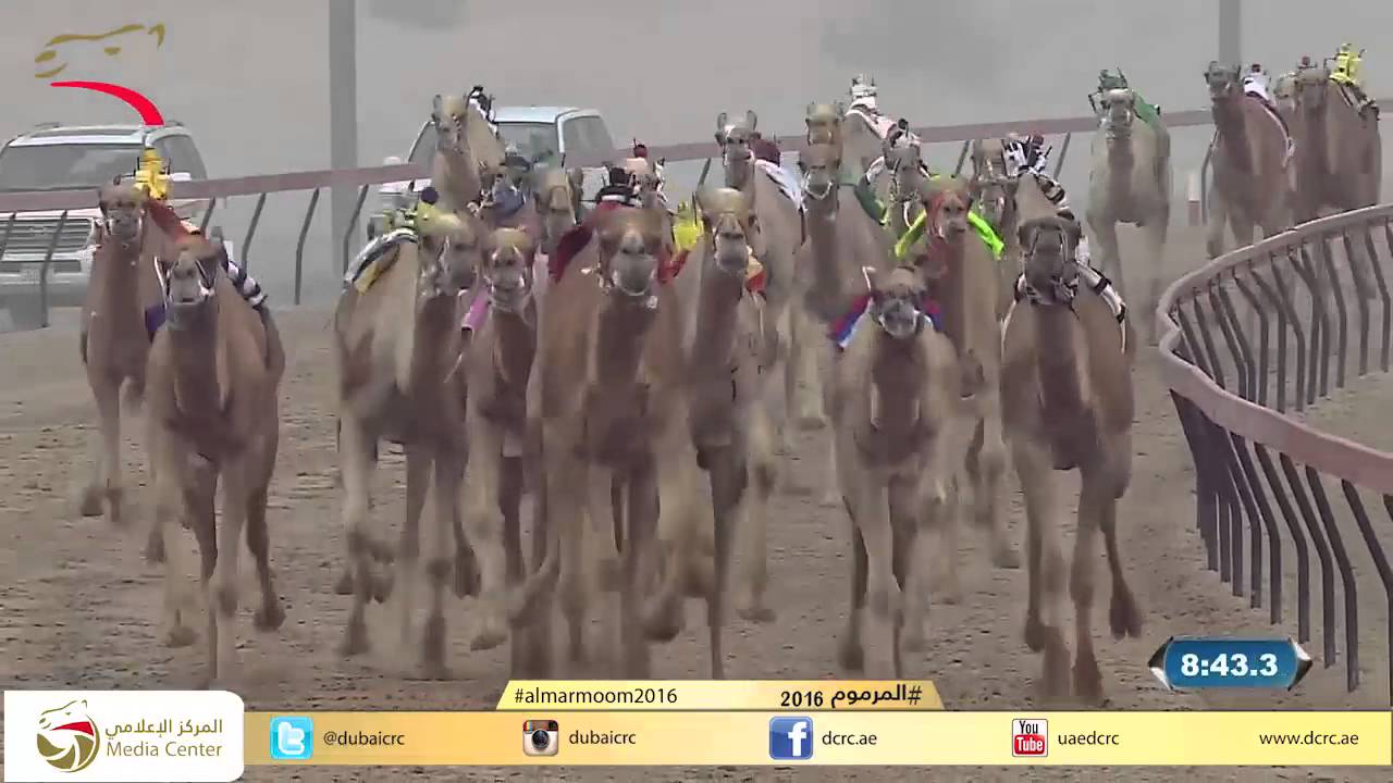 ختامي المرموم زمول للقبائل 8 كم 29-3-2016 ص- ش7 شاهين لـ محمد سهيل بن عويضان العامري 13:22:1