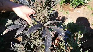 Jordan inspecting an apprentices first Solo cannabis field. 2020 eSwatini