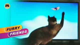 Funny Cat Reaction To Cat Games On Tv | Tv Bini Furry Friends.