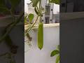 Lo ji firse lauki lagne lagi #terracegarden #vegetable #gardening