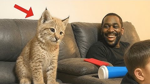 This Goofy Bobcat Cub Talks Nonstop – Try Not to Smile at His Antics!