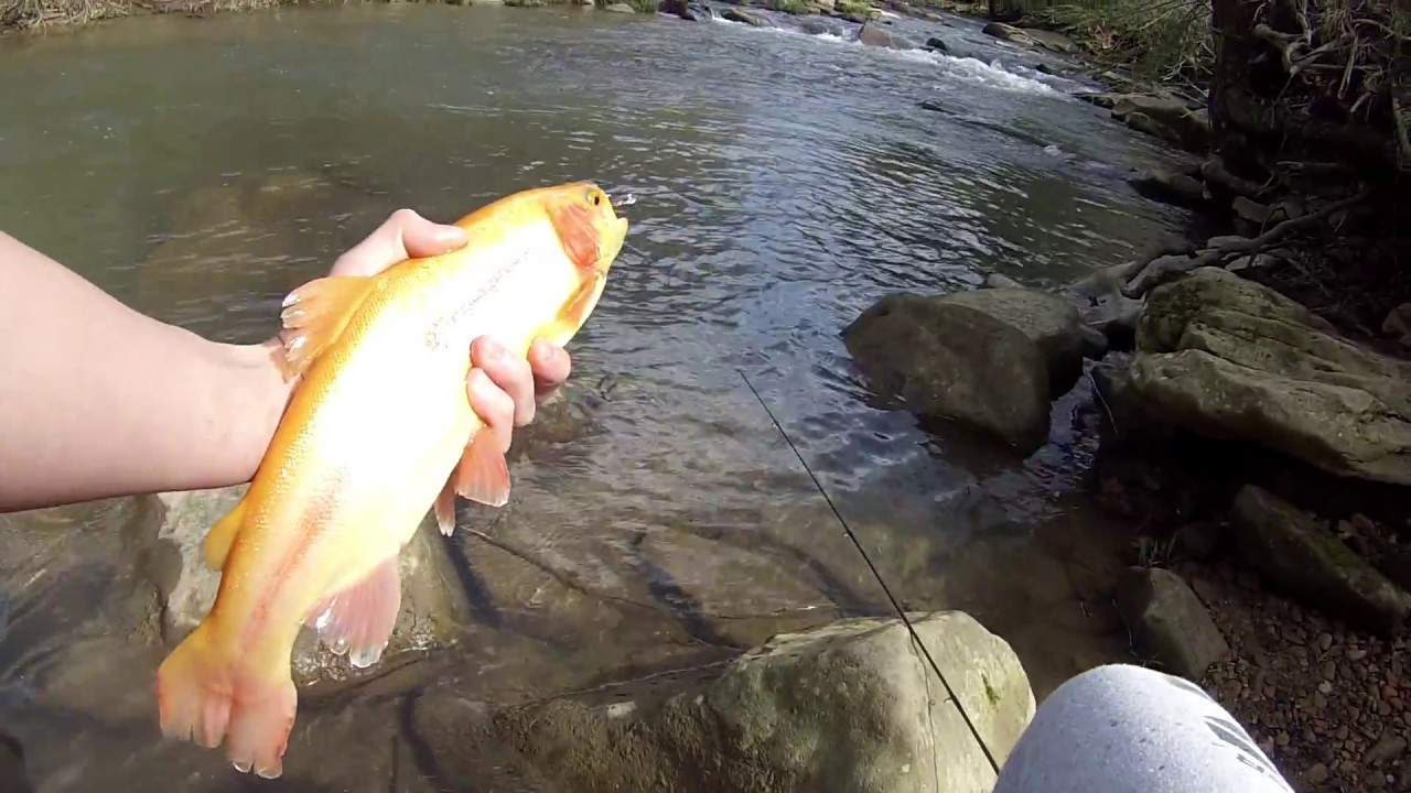 Palomino Trout caught in PA 2017 YouTube