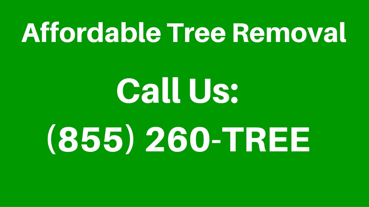 Affordable Tree Removal Charlotte NC (855) 260TREE YouTube